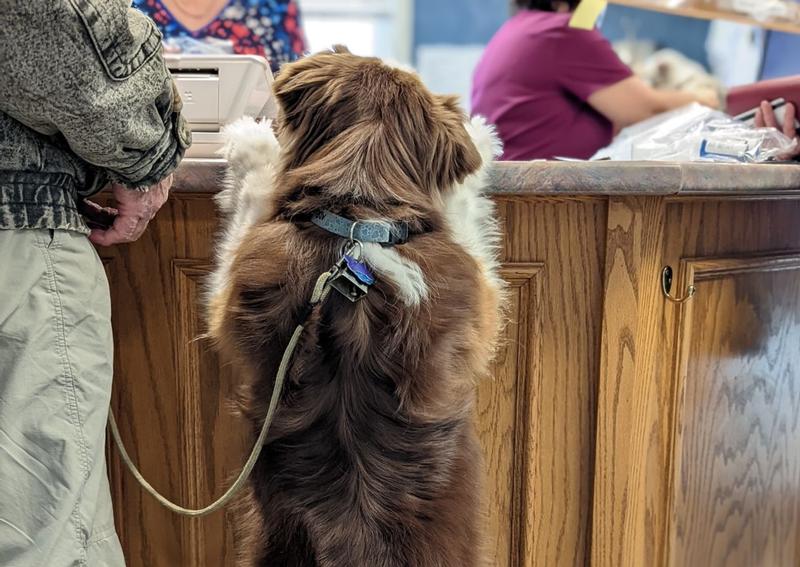 Greenville Veterinary Clinic Greenville veterinarians